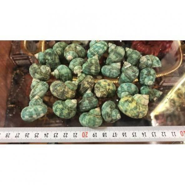 %100 NATUREL DOĞAL GERÇEK DENİZ KABUĞU 500 Gram -MMM4762 - 3