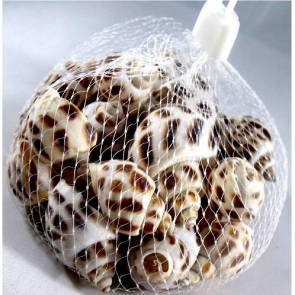 %100 NATUREL DOĞAL GERÇEK DENİZ KABUĞU 500 Gram -MMM4764 - 4