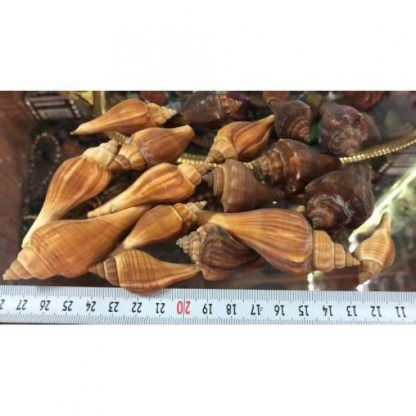%100 NATUREL DOĞAL GERÇEK DENİZ KABUĞU 500 Gram -MMM4763 - 5