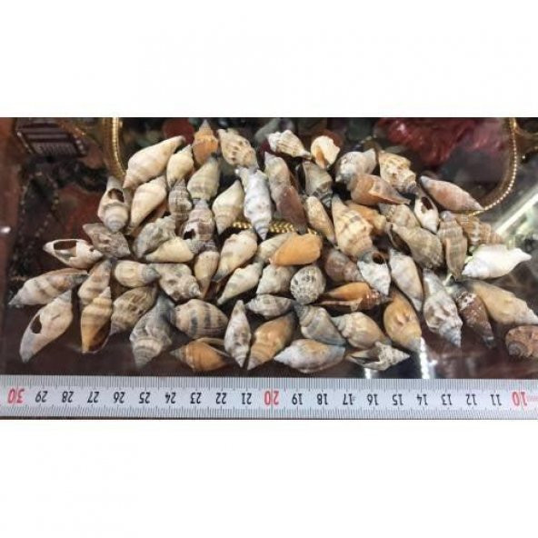 %100 NATUREL DOĞAL GERÇEK DENİZ KABUĞU 500 Gram -MMM4761 - 4