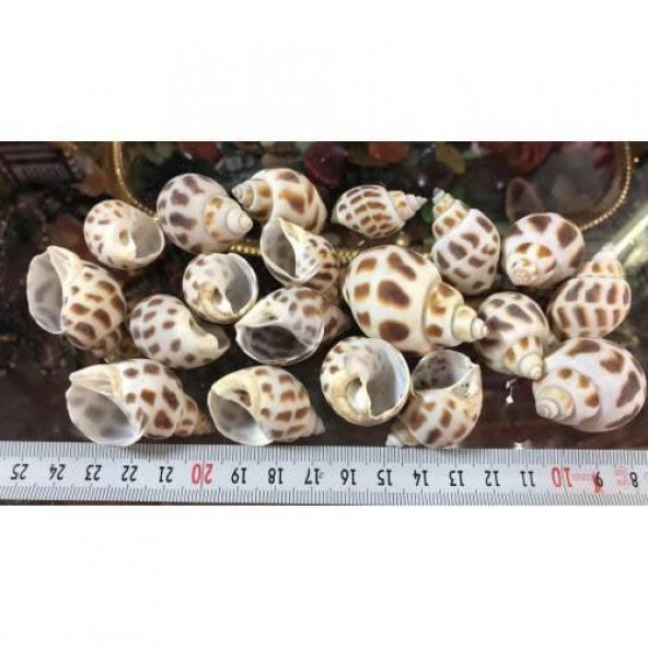 %100 NATUREL DOĞAL GERÇEK DENİZ KABUĞU 500 Gram -MMM4764 - 5