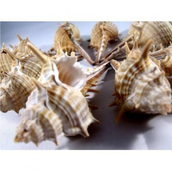 %100 NATUREL DOĞAL GERÇEK DENİZ KABUĞU 500 Gram -MMM4765 - 3