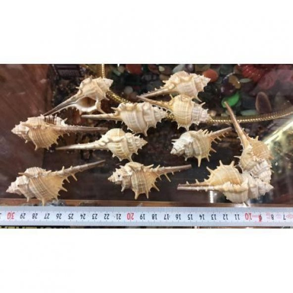 %100 NATUREL DOĞAL GERÇEK DENİZ KABUĞU 500 Gram -MMM4765 - 5