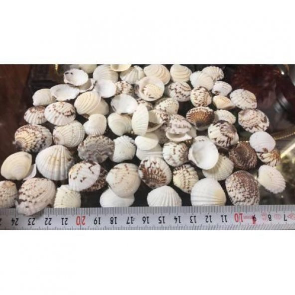%100 NATUREL DOĞAL GERÇEK DENİZ KABUĞU 500 Gram -MMM4768 - 4