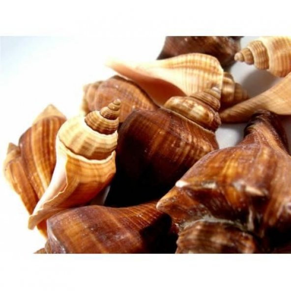 %100 NATUREL DOĞAL GERÇEK DENİZ KABUĞU 500 Gram -MMM4763 - 2