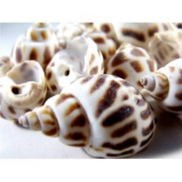 %100 NATUREL DOĞAL GERÇEK DENİZ KABUĞU 500 Gram -MMM4764 - 2