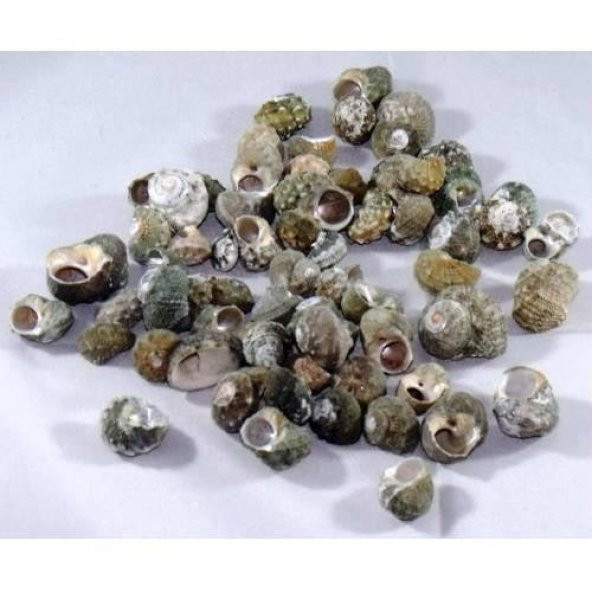 %100 NATUREL DOĞAL GERÇEK DENİZ KABUĞU 500 Gram -MMM4760 - 2