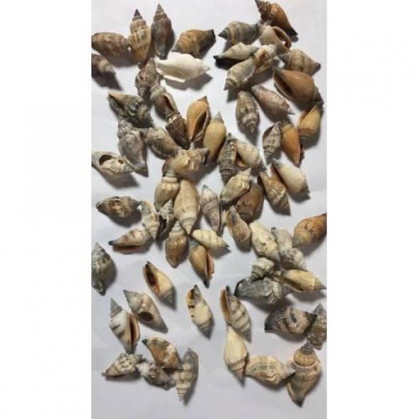 %100 NATUREL DOĞAL GERÇEK DENİZ KABUĞU 500 Gram -MMM4761 - 3