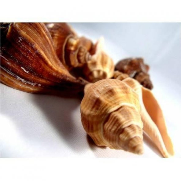 %100 NATUREL DOĞAL GERÇEK DENİZ KABUĞU 500 Gram -MMM4763 - 3