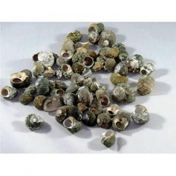 %100 NATUREL DOĞAL GERÇEK DENİZ KABUĞU 500 Gram -MMM4760 - 3