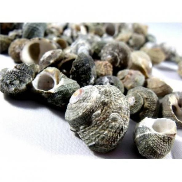 %100 NATUREL DOĞAL GERÇEK DENİZ KABUĞU 500 Gram -MMM4760 - 4