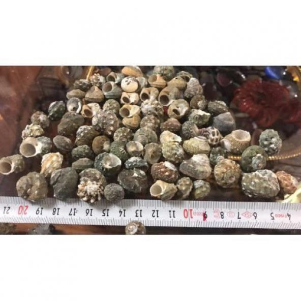 %100 NATUREL DOĞAL GERÇEK DENİZ KABUĞU 500 Gram -MMM4760 - 6