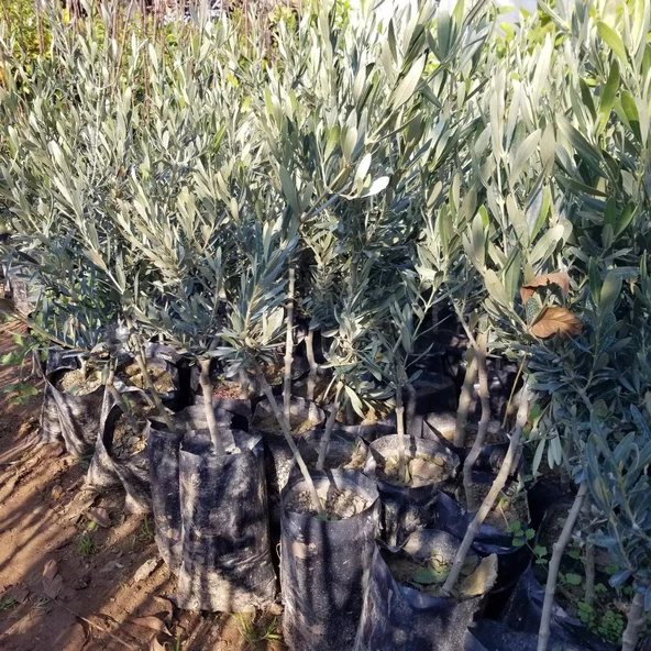 Tüplü Çekiçte Zeytin Fidanı, Kırmalık ve Çizmelik - Resim 4