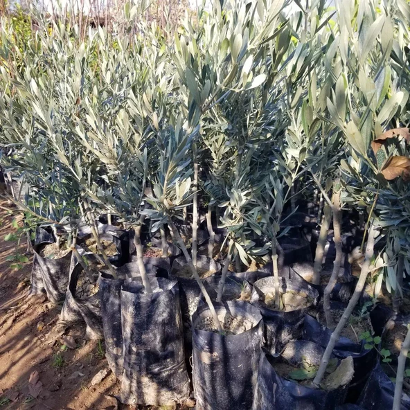 Tüplü Çekiçte Zeytin Fidanı, Kırmalık ve Çizmelik - Resim 2