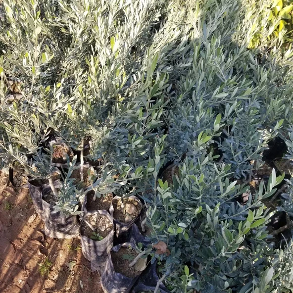 Kırmalık ve Çizmelik Akhisar Uslu Zeytin Fidanı - 4