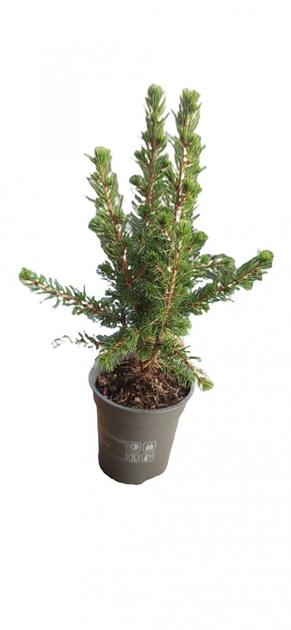 Doğu ladini (Picea orientalis)20-25 cm