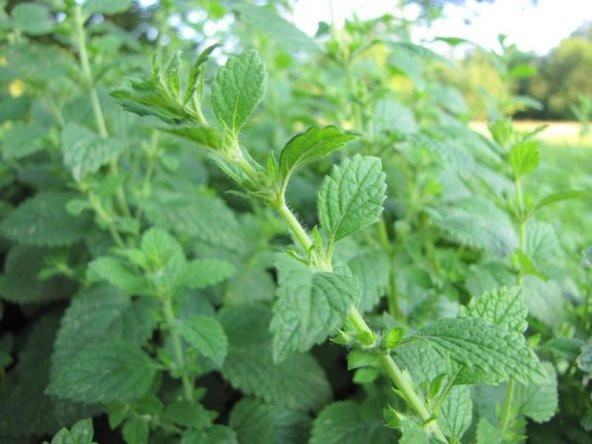 1001 ŞİFALI OĞULOTU (LİMON OTU)MELİSSA - Resim 2