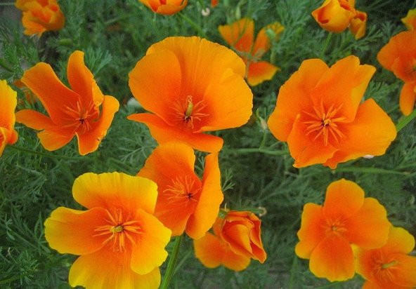 ACEM LALESİ 50+ ADET TOHUM - Resim 2