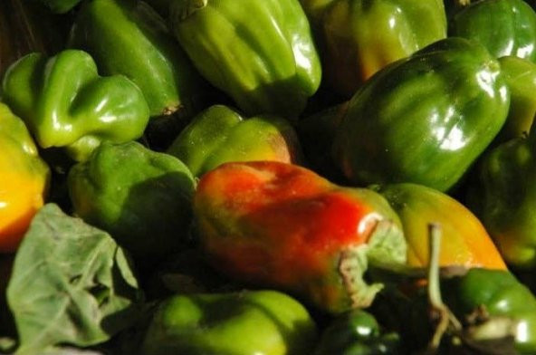 ACI ANTEP DOLMALIK BİBER TOHUMU ürün görseli 1