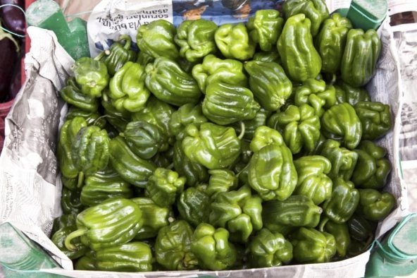 ACI ANTEP DOLMALIK BİBER TOHUMU - Resim 2