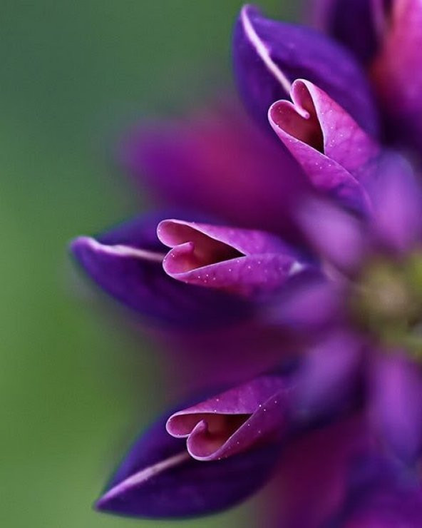 ACI BAKLA ÇİÇEĞİ* ( LUPİNE ) - Resim 2