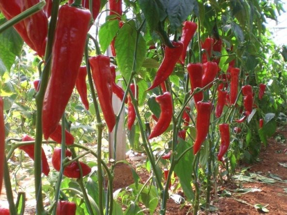 ACI KAPYA BİBER 25 TOHUM - Resim 2