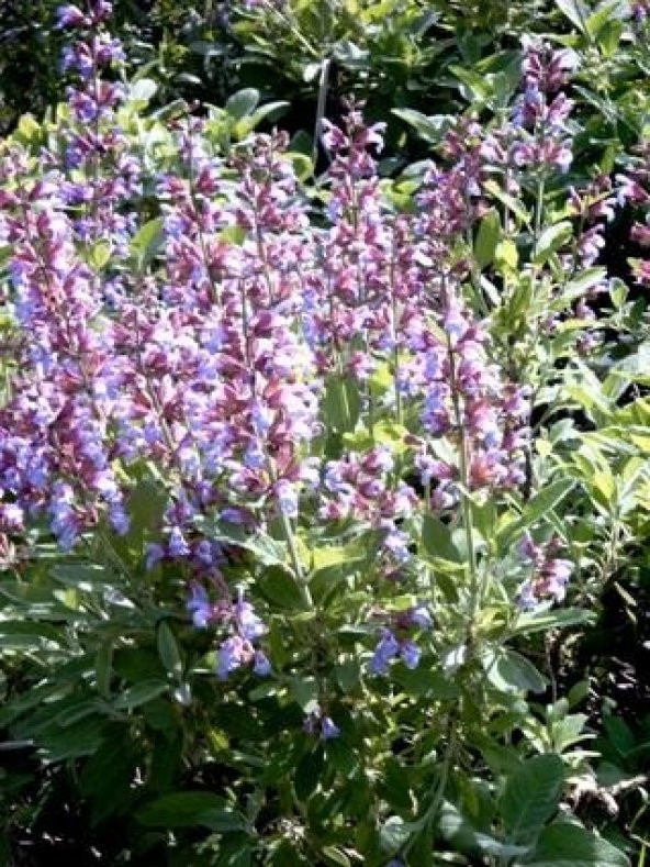 Adaçayı Tohumu (salvia Officinalis) - Resim 2