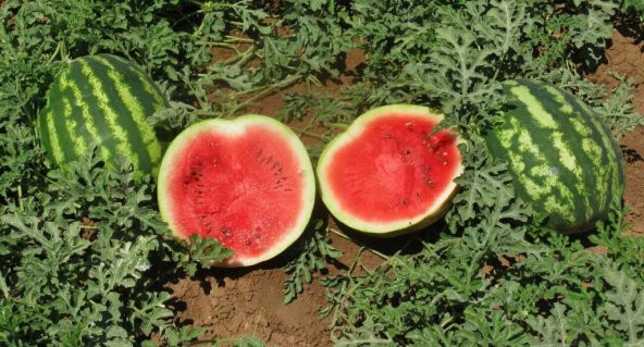 ADANA KARPUZU TOHUMU* 10+ TOHUM ürün görseli 1