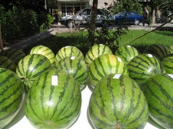 ADANA KARPUZU TOHUMU* 10+ TOHUM - Resim 2