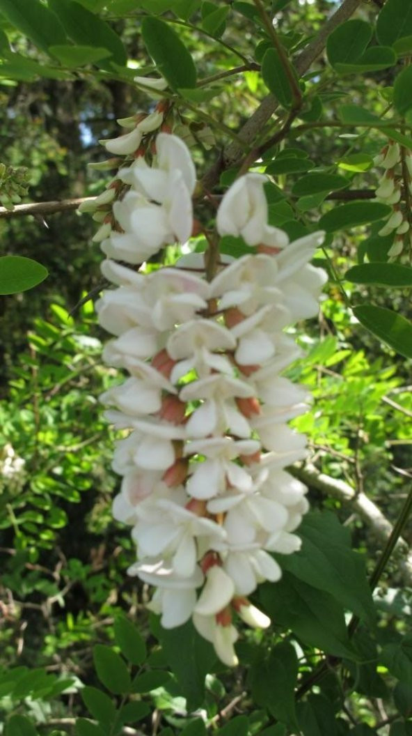 AKASYA AĞACI 10+ TOHUM