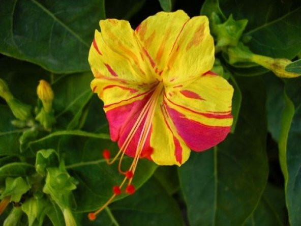 ALACALI AKŞAM SEFASI TOHUMU ürün görseli 1