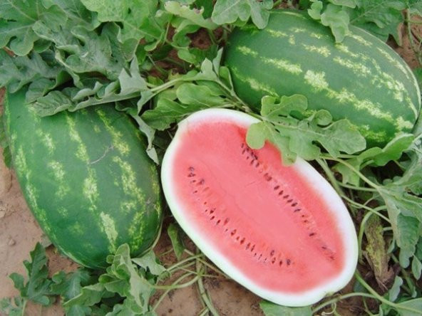 ALLSWEET KARPUZ TOHUMU 10+ TOHUM