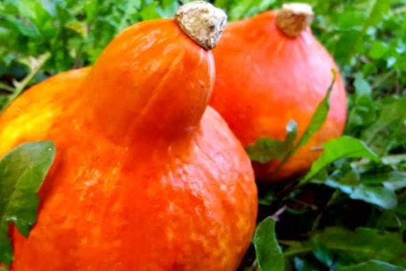 Altın Hubbard Bal Bakağı Tohumu - 2