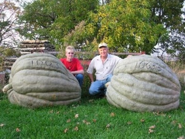 AMERİKAN DEV KABAK 10 TOHUM ürün görseli 1