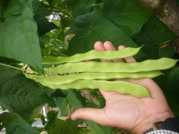 ANADOLU FASULYE* 10+ ADET TOHUM ürün görseli 1