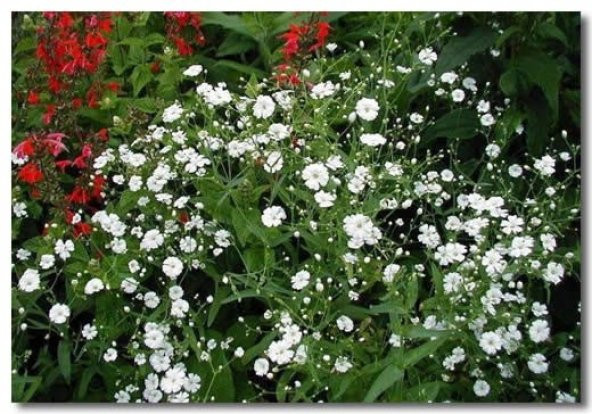 BAHAR YILDIZI* TOHUM+SAKSI+TOPRAK ürün görseli 1