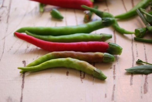 ARNAVUT BİBERİ TOHUMU ürün görseli 1