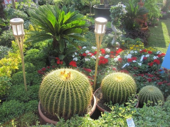 BARREL KAKTÜS TOHUMU ürün görseli 1