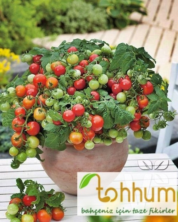 BEŞDELİ SALKIM DOMATES TOHUMU ürün görseli