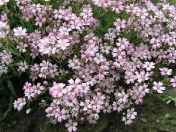 BAHAR YILDIZI (Gysophila elegans) - Resim 2