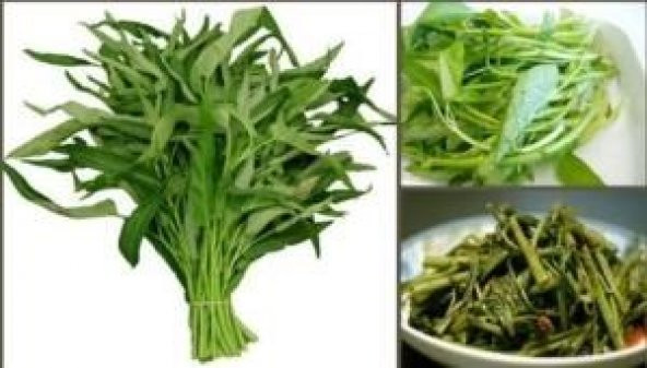 BAMBU BİTKİSİ TOHUMU (SU ISPANAĞI) - Resim 2