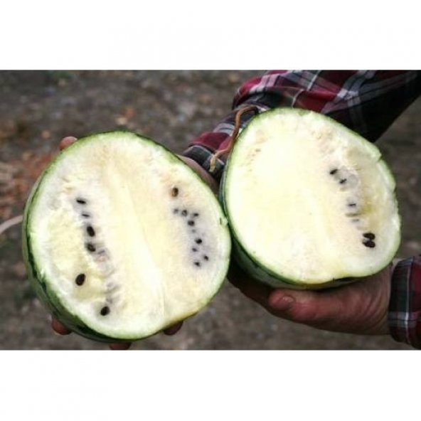 BEYAZ KARPUZ TOHUMU 5+ ADET TOHUM - 2