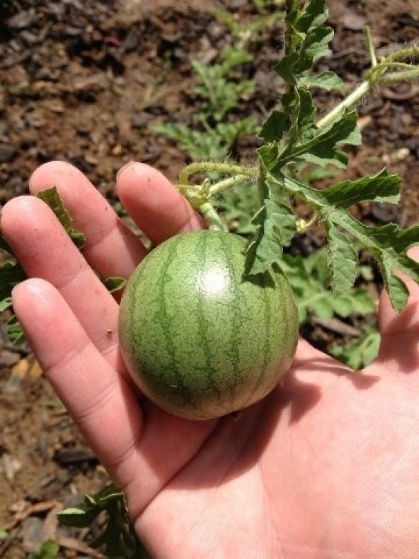 BABY KARPUZ TOHUMU - 2