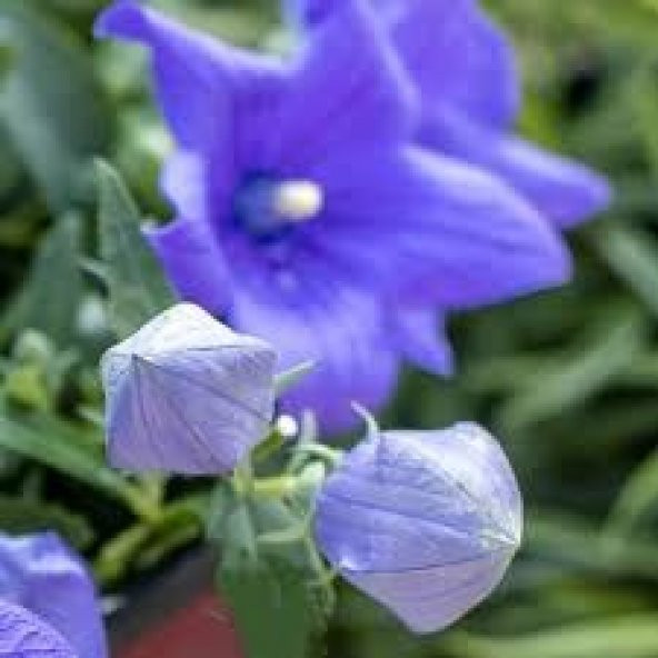 Balon Çiçeği Tohumu - Resim 3