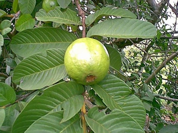 BEYAZ GUAVA MEYVESİ - 2