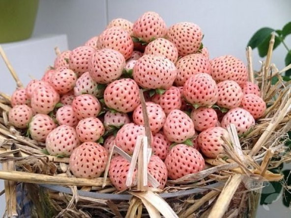 BEYAZ ÇİLEK TOHUMU White Soul Fragaria - 2