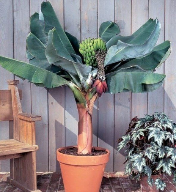 BODUR MUZ TOHUMU(Cavendish dwarf banana) ürün görseli 1