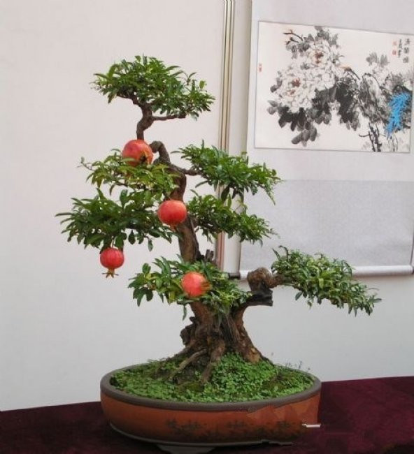 BONSAİ NAR AĞACI TOHUMU (SAKSI TOPRAK SETİ) ürün görseli 1