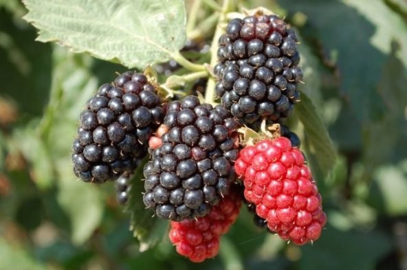 BÖĞÜRTLEN TOHUMU ürün görseli 1