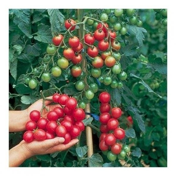 Ciliegia Cherry Domates Tohumu ürün görseli 1